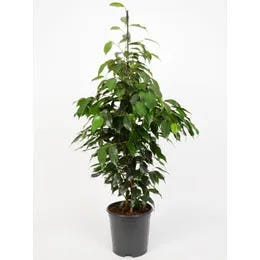 Fikusi (Ficus)