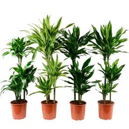 Zmajevke (Dracaena)