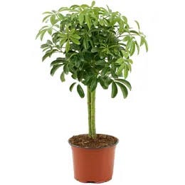 Šeflere (Schefflera)