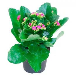 Kalanhoje (Kalanchoe)