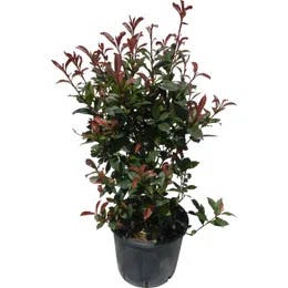 Fotinije (Photinia)