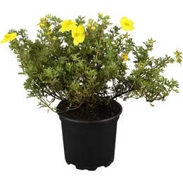 Petoprstnik (Potentilla)