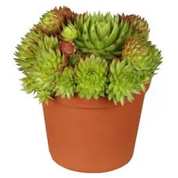 Netresk (Sempervivum)