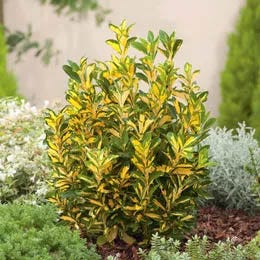 Medvejka (Euonymus)