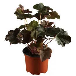 Hojhera (Heuchera)