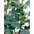 OBI Prava figa višina pribl. 50–60 cm lonec pribl. 10 l Ficus carica