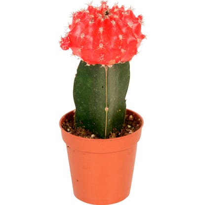 Cepljeni kaktus Neon Style Višina približno 20-25 cm, Ølončka približno 8,5 cm