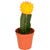 Cepljeni kaktus Neon Style Višina približno 20-25 cm, Ølončka približno 8,5 cm