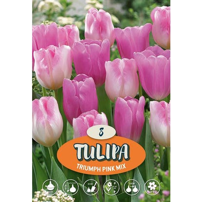 Tulipani Triumph Mix Rosa
