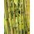 OBI Zlazi bambus Ø lonca pribl. 26 cm Phyllostachys