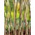 OBI Suličasti bambus Ø lonca pribl. 26 cm Arundinaria
