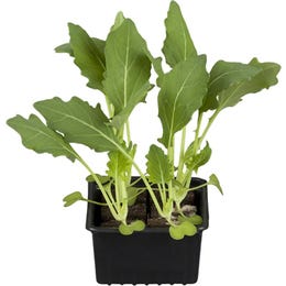 Ohrovt Skleda s 6 kosi Korenine pribl. 2 x 2 cm Brassica