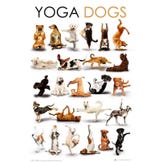 Maksi poster Yoga - Dogs 61 cm x 91,5 cm