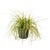 OBI Šaš "Eversheen" Ø lonca pribl. 17 cm Carex oshimensis